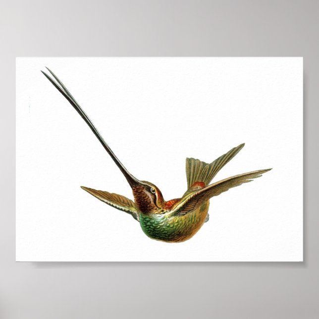 Vintage Hummingbird Illustration Poster (Front)