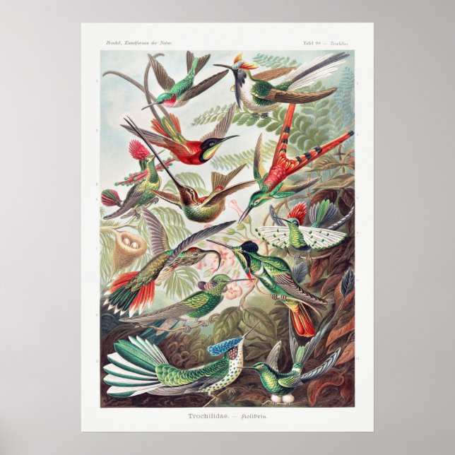Vintage Hummingbird Illustration Poster (Front)