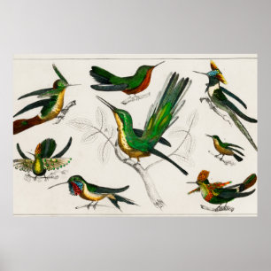Vintage hummingbird illustration poster