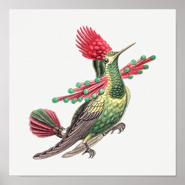 Vintage hummingbird illustration poster (Front)