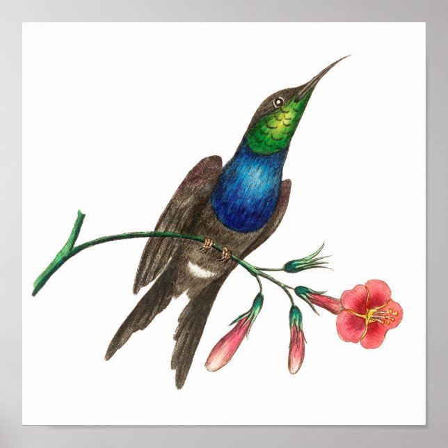 Vintage hummingbird illustration poster (Front)