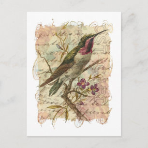 Vintage Hummingbird Postcard