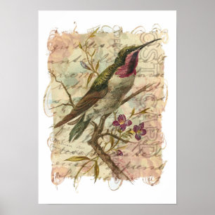 Vintage Hummingbird Poster