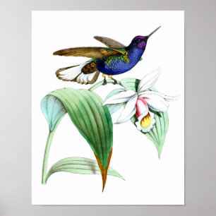 Vintage Hummingbird Print No.1 Spring Wall Decor