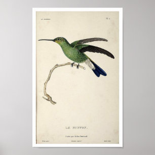 Vintage Hummingbird Print Poster