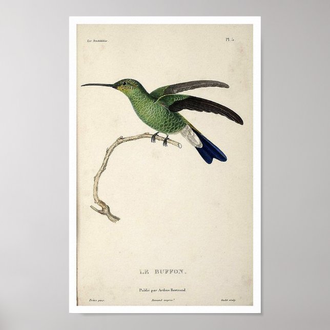Vintage Hummingbird Print Poster (Front)