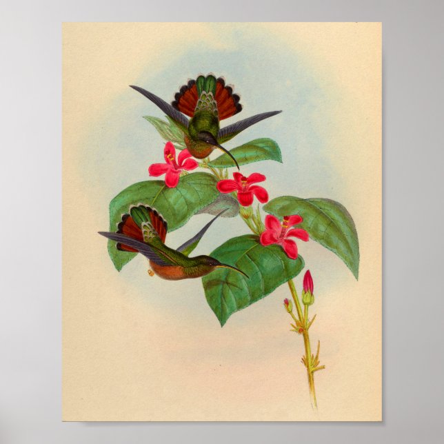 Vintage Hummingbird Print Red Flowers (Front)