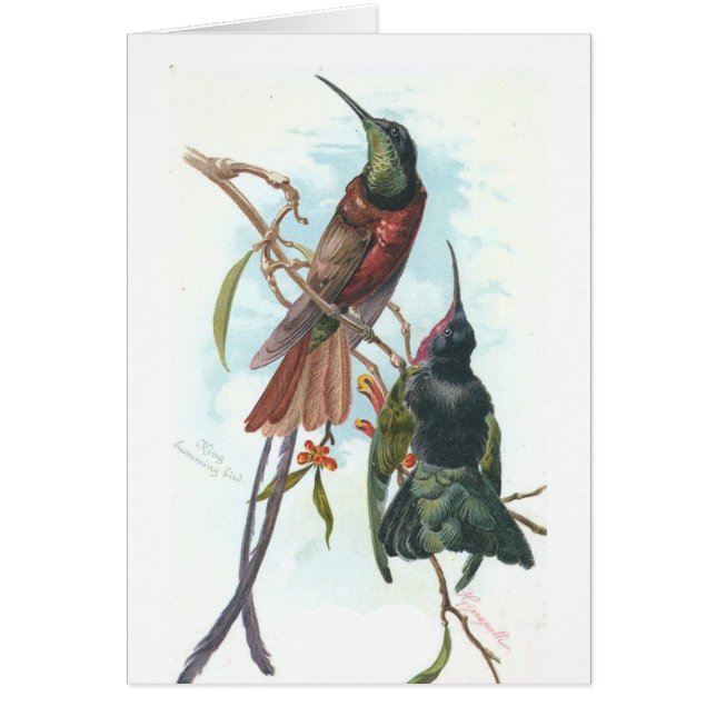 Vintage Hummingbirds (Front)