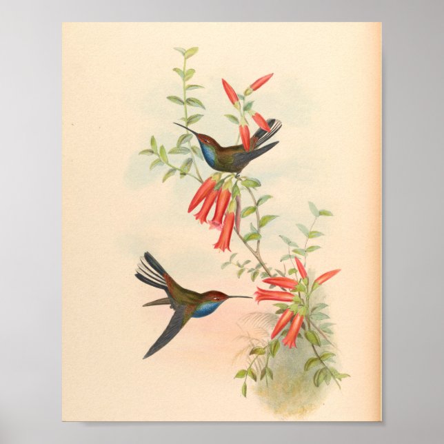 Vintage Hummingbirds Art Bird Print Flowers (Front)