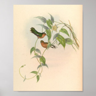 Vintage Hummingbirds Art Bird Print Flowers