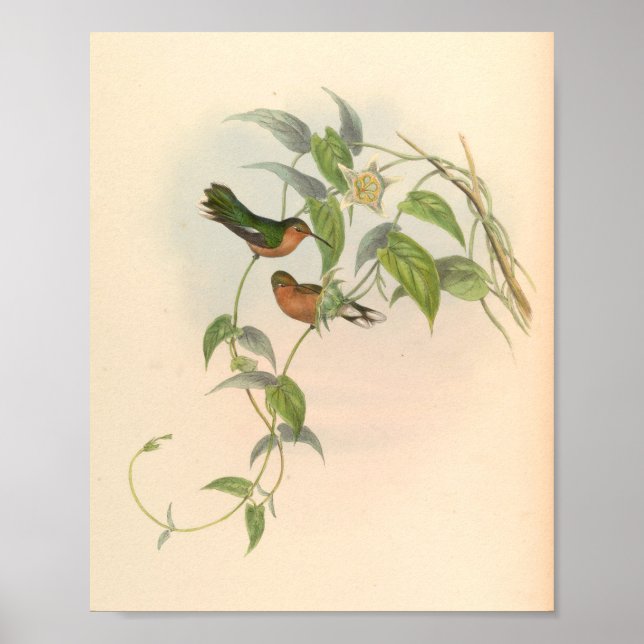 Vintage Hummingbirds Art Bird Print Flowers (Front)