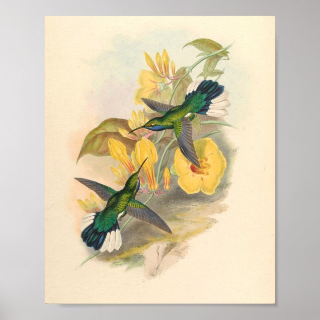 Vintage Hummingbirds Art Bird Print Flowers (Front)