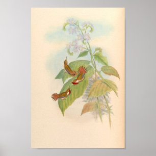 Vintage Hummingbirds Art Bird Print Flowers
