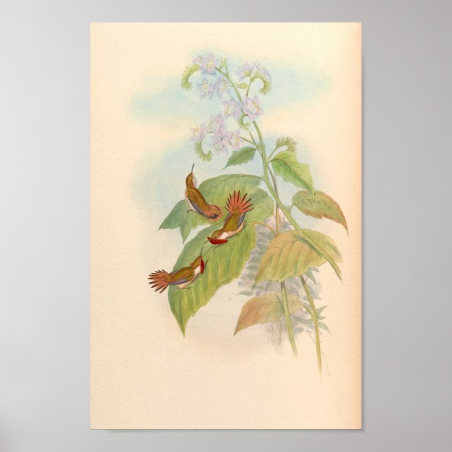 Vintage Hummingbirds Art Bird Print Flowers (Front)