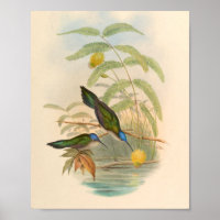 Vintage Hummingbirds Art Bird Print Flowers
