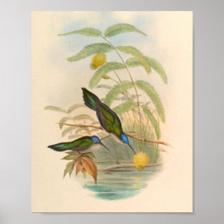 Vintage Hummingbirds Art Bird Print Flowers