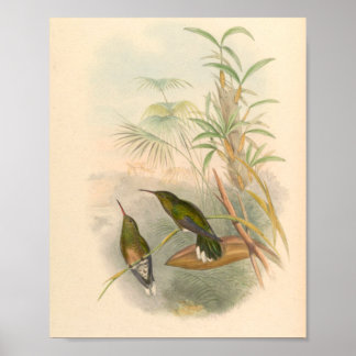 Vintage Hummingbirds Art Bird Print Flowers