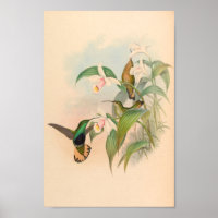 Vintage Hummingbirds Art Bird Print Flowers