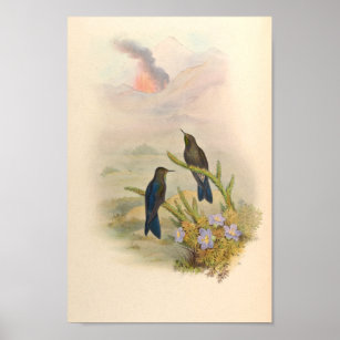 Vintage Hummingbirds Art Bird Print Flowers