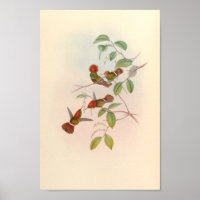 Vintage Hummingbirds Art Bird Print Flowers