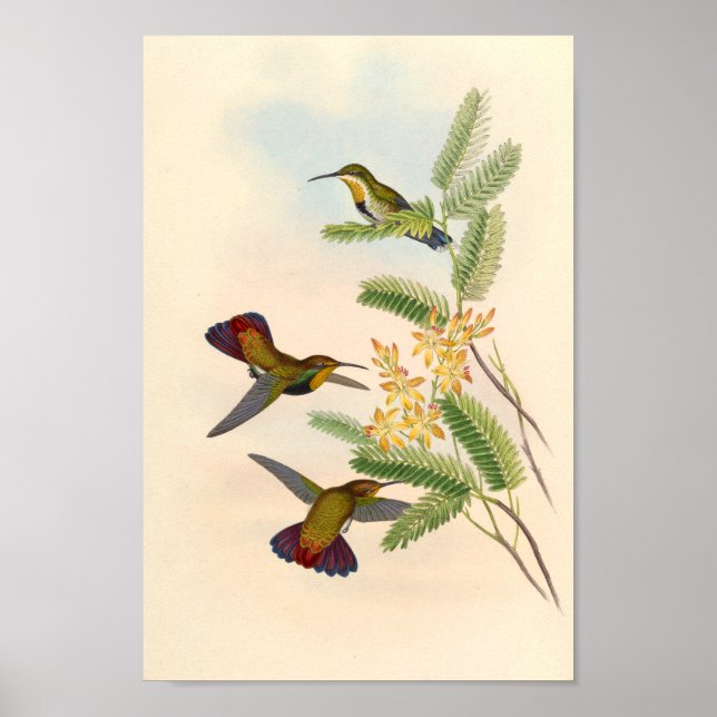 Vintage Hummingbirds Art Bird Print Flowers (Front)