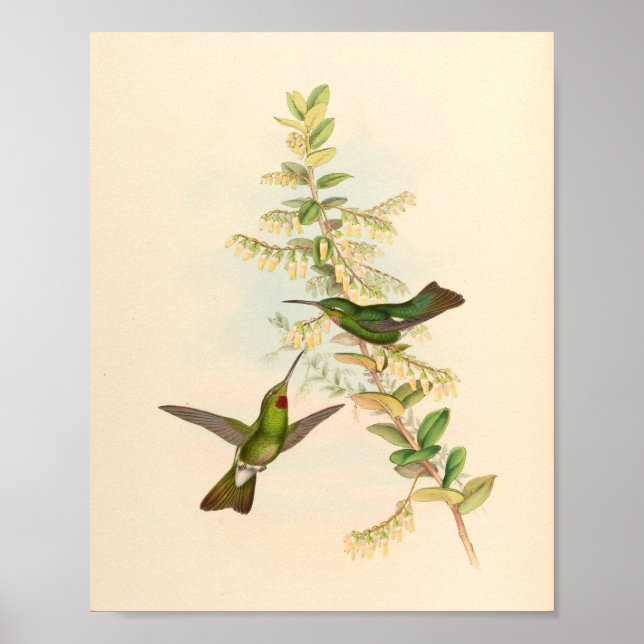 Vintage Hummingbirds Art Bird Print Flowers (Front)