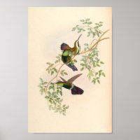Vintage Hummingbirds Art Bird Print Flowers