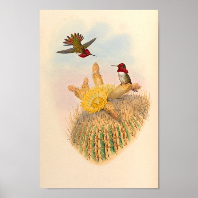 Vintage Hummingbirds Art Bird Print Flowers Cactus (Front)