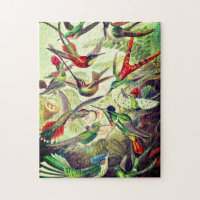 Vintage Hummingbirds by Ernst Haeckel