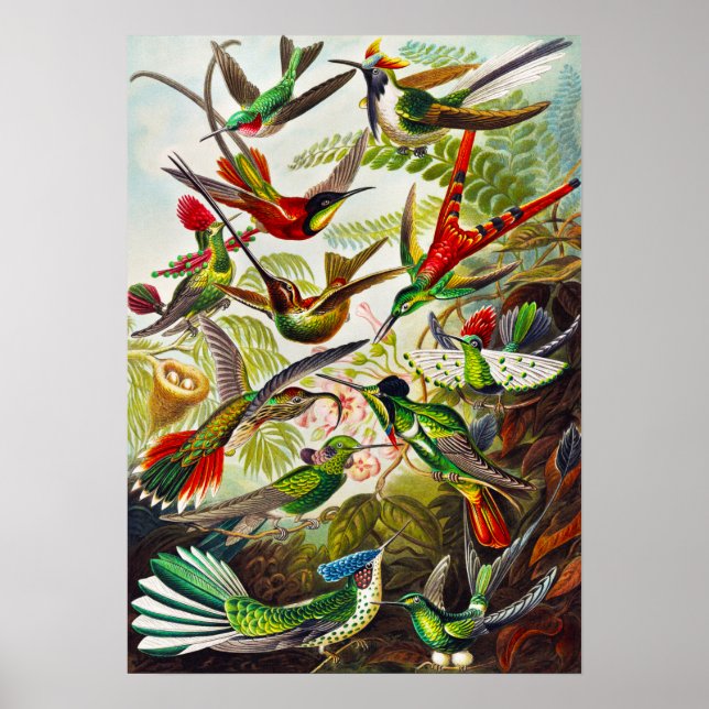 Vintage Hummingbirds by Ernst Haeckel Poster (Front)