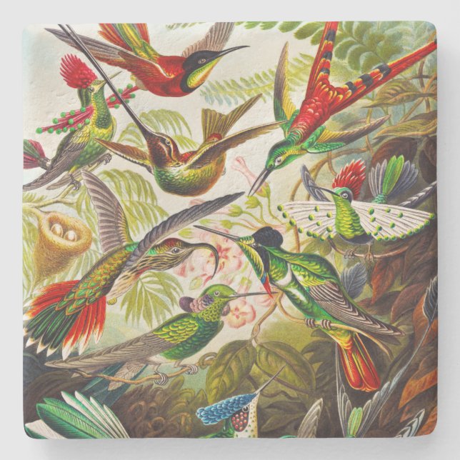 Vintage Hummingbirds by Ernst Haeckel Stone Coaster (Front)