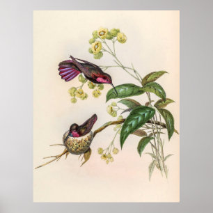 Vintage Hummingbirds by John Gould Poster