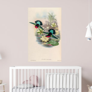 Vintage Hummingbirds by John Gould Poster