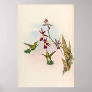 Vintage Hummingbirds by John Gould Poster