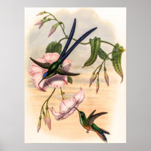 Vintage Hummingbirds by John Gould Poster