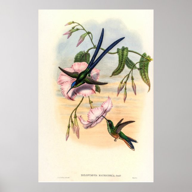 Vintage Hummingbirds by John Gould Poster (Front)