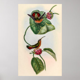 Vintage Hummingbirds by John Gould Poster