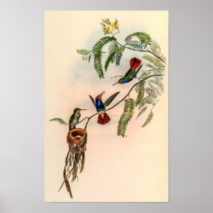 Vintage Hummingbirds by John Gould Poster