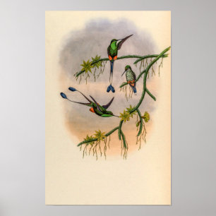 Vintage Hummingbirds by John Gould Poster