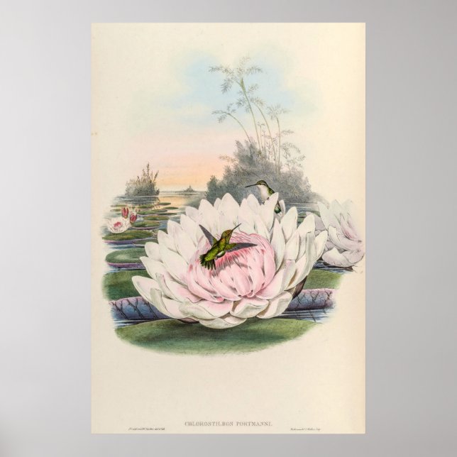 Vintage Hummingbirds by John Gould Poster (Front)