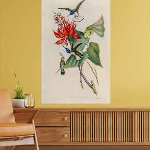 Vintage Hummingbirds by John Gould Poster