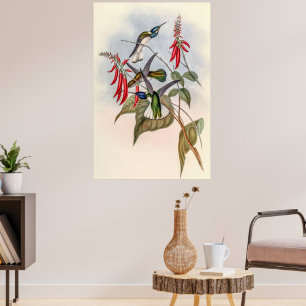 Vintage Hummingbirds by John Gould Poster