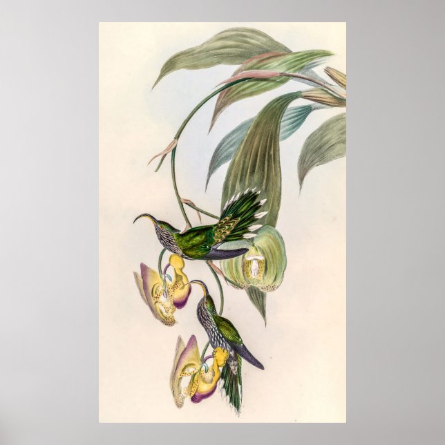 Vintage Hummingbirds by John Gould Poster (Front)