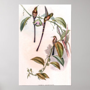 Vintage Hummingbirds by John Gould Poster