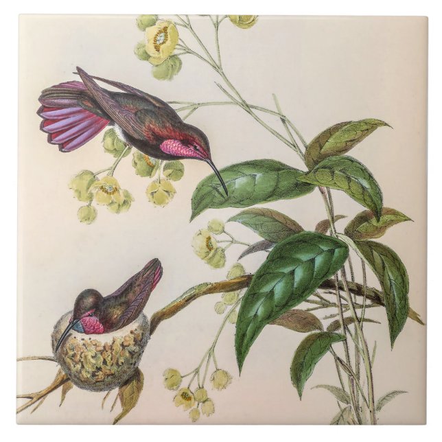 Vintage Hummingbirds by John Gould Tile (Front)