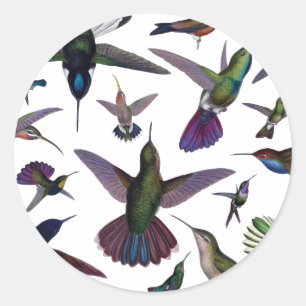 Vintage Hummingbirds Classic Round Sticker