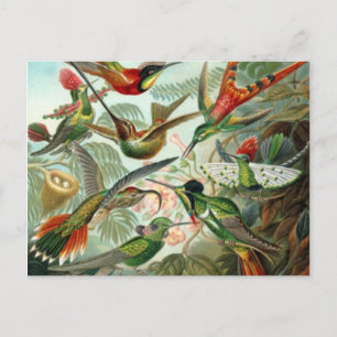 Vintage Hummingbirds Post Card