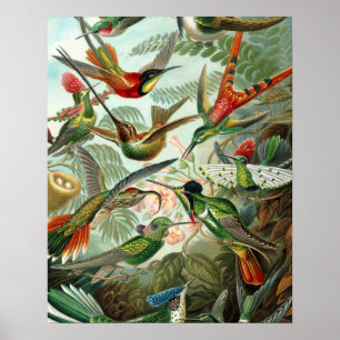 Vintage hummingbirds scientific illustration poster