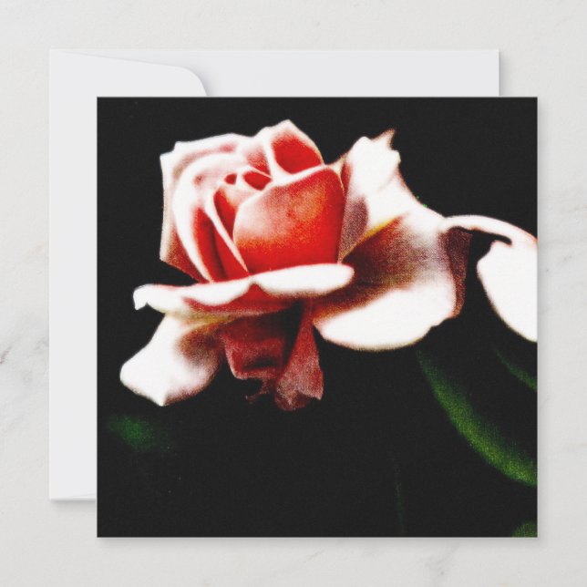 Vintage Hybrid Tea Rose Botanical (Front)