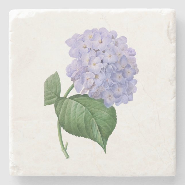 Vintage Hydrangea Vintage Flower Botanical Gift Stone Coaster (Front)